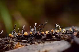 Attēlu rezultāti vaicājumam “Stemonitopsis typhina stalked”