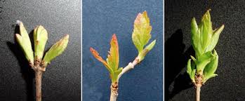 Attēlu rezultāti vaicājumam “Acer tataricum subsp. ginnala bud”