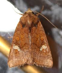 Attēlu rezultāti vaicājumam “Amphipoea”