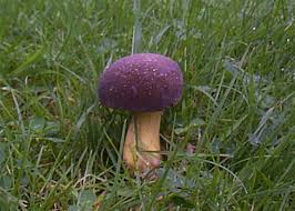 Attēlu rezultāti vaicājumam “Xerocomus pruinatus”