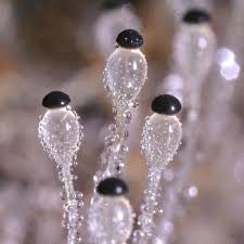 Attēlu rezultāti vaicājumam “Pilobolus crystallinus”