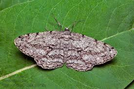 Attēlu rezultāti vaicājumam “Hypomecis roboraria”