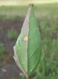 Attēlu rezultāti vaicājumam “Chenopodium album leaf”