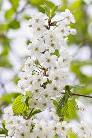 Attēlu rezultāti vaicājumam “Cerasus flower”