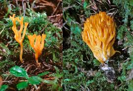 Attēlu rezultāti vaicājumam “Ramariopsis crocea”