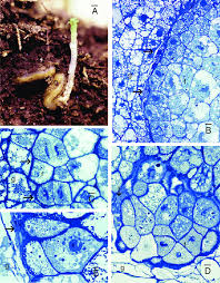 Attēlu rezultāti vaicājumam “Campylium protensum sporophyte”