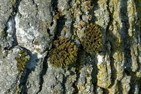 Attēlu rezultāti vaicājumam “Orthotrichum lyellii”