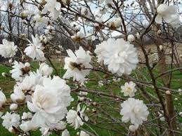 Attēlu rezultāti vaicājumam “Magnolia x loebneri flower”