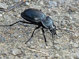 Attēlu rezultāti vaicājumam “Carabus glabratus”
