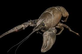 Attēlu rezultāti vaicājumam “Astacus astacus”