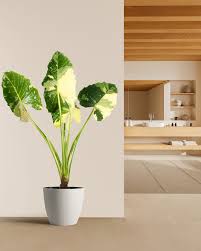 Attēlu rezultāti vaicājumam “Arcyria helvetica macro”