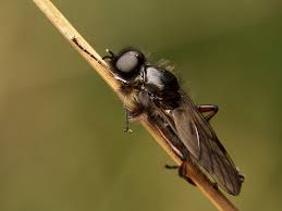 Attēlu rezultāti vaicājumam “Bibionidae female”