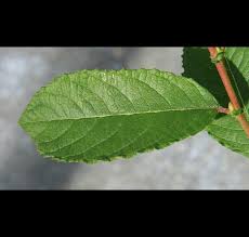 Attēlu rezultāti vaicājumam “Salix cinerea leaf”