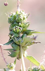 Attēlu rezultāti vaicājumam “Ambrosia artemisiifolia bud”