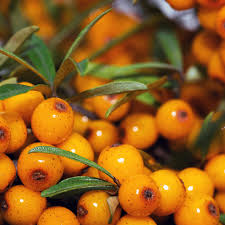 Attēlu rezultāti vaicājumam “Hippophae rhamnoides fruit”