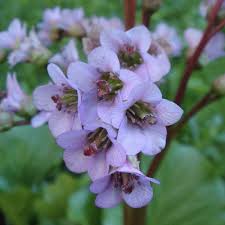 Attēlu rezultāti vaicājumam “Bergenia crassifolia flower”