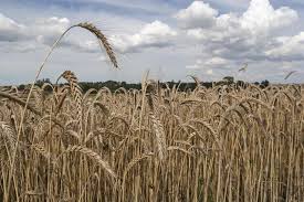 Image result for Secale cereale