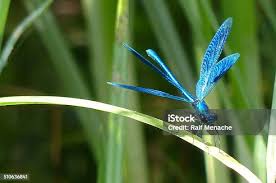 Attēlu rezultāti vaicājumam “Calopteryx splendens”