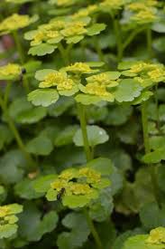Attēlu rezultāti vaicājumam “Chrysosplenium alternifolium leaf”