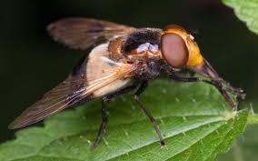 Attēlu rezultāti vaicājumam “Volucella pellucens”