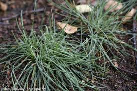 Attēlu rezultāti vaicājumam “Armeria vulgaris leaf”