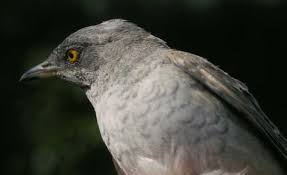 Attēlu rezultāti vaicājumam “Sylvia nisoria”