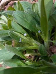 Attēlu rezultāti vaicājumam “Myosotis sparsiflora”