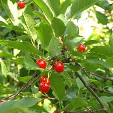 Attēlu rezultāti vaicājumam “Cerasus”