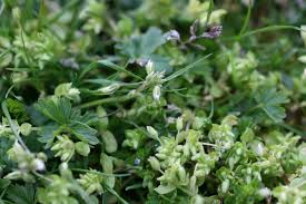 Attēlu rezultāti vaicājumam “Stellaria pallida”