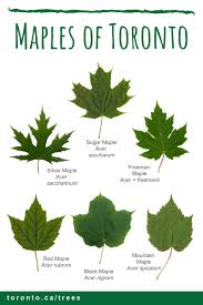 Attēlu rezultāti vaicājumam “Acer saccharinum leaf”