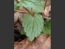 Attēlu rezultāti vaicājumam “Veronica chamaedrys leaf”