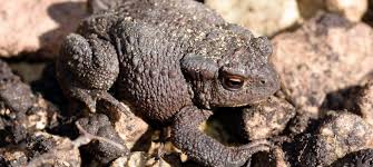 Attēlu rezultāti vaicājumam “Bufo bufo”