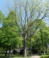 Attēlu rezultāti vaicājumam “Juglans nigra”