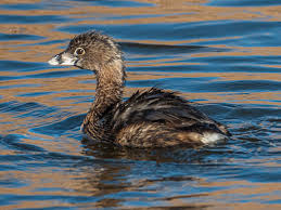 Image result for Podilymbus podiceps