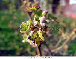 Attēlu rezultāti vaicājumam “Ribes nigrum flower”