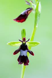 Attēlu rezultāti vaicājumam “Ophrys insectifera flower”