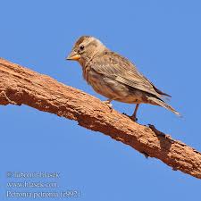 Image result for Petronia petronia