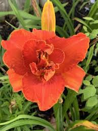 Image result for Hemerocallis `Moses Fire`