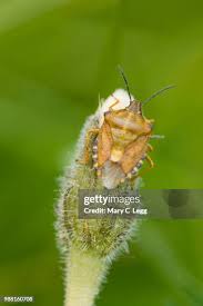 Attēlu rezultāti vaicājumam “Carpocoris sp. nymph”