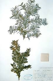 Attēlu rezultāti vaicājumam “Taxus baccata leaf”