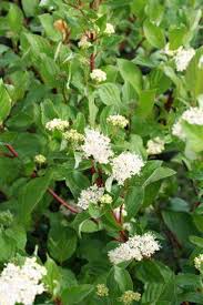 Attēlu rezultāti vaicājumam “Cornus sericea”