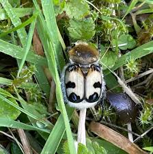 Attēlu rezultāti vaicājumam “Trichius fasciatus”