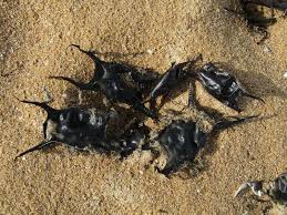 Image result for Raja montagui