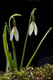 Attēlu rezultāti vaicājumam “Galanthus nivalis”