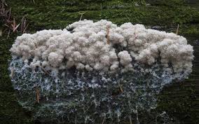 Attēlu rezultāti vaicājumam “Brefeldia maxima plasmodium”