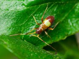 Attēlu rezultāti vaicājumam “Closterotomus biclavatus nymph”