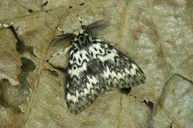 Attēlu rezultāti vaicājumam “Lymantria monacha imago”