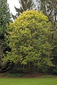 Attēlu rezultāti vaicājumam “Acer pseudoplatanus fo. purpurascens”
