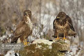 Attēlu rezultāti vaicājumam “Buteo buteo adult”