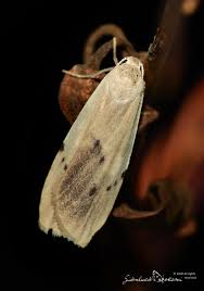 Attēlu rezultāti vaicājumam “Pelosia muscerda”